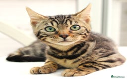 Bengal cats for sale: CUTE BROWN FEMALE BENGAL KITTEN (TICA REG)  - Image 10