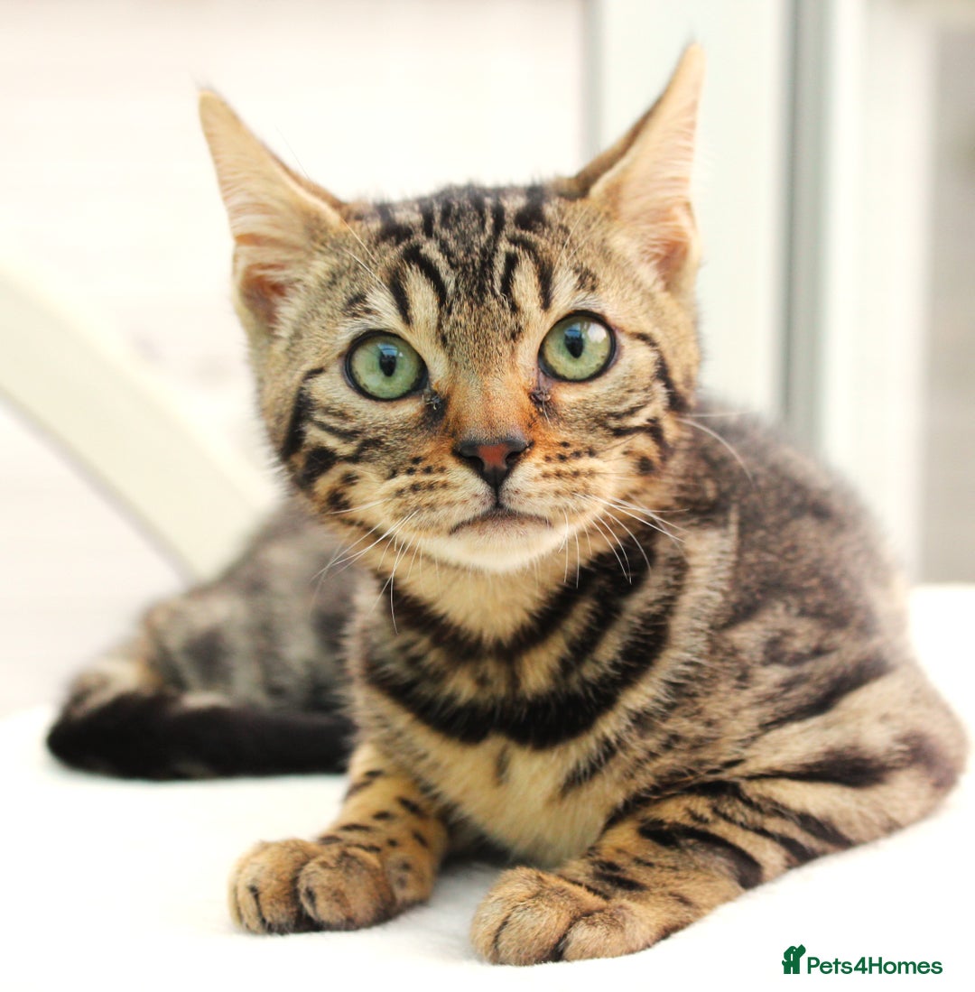 Bengal cats for sale: CUTE BROWN FEMALE BENGAL KITTEN (TICA REG)  - Image 10