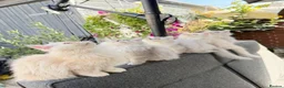 Persian cats for sale: Beautiful Persian Kittens Available forLovingHomes - Advert 19