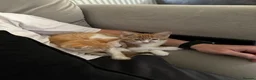 Mixed Breed cats for sale: Two Beautiful Ginger Kittens Looking for Home in Bedford - Advert 8