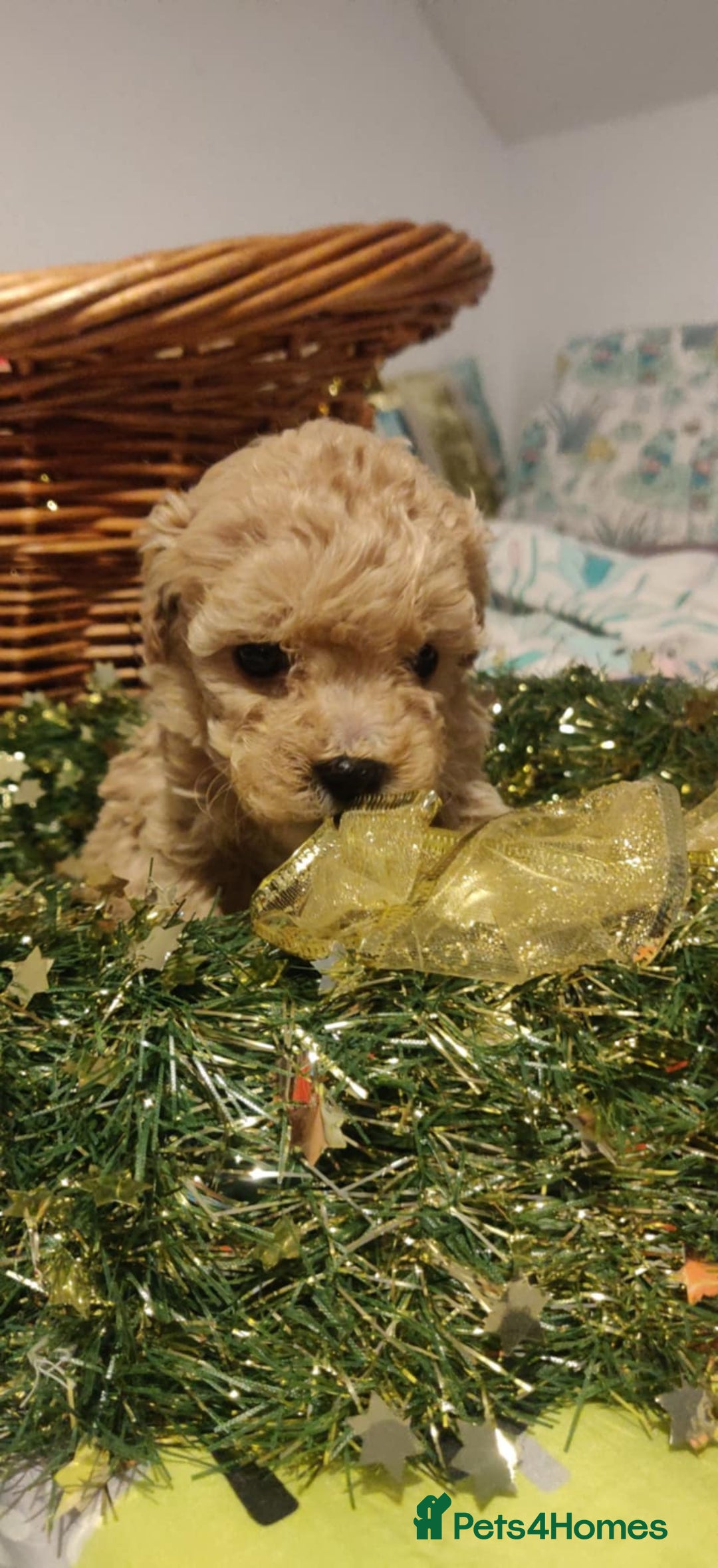 Maltipoo dogs for sale: Beautiful maltipoo puppys - Advert 14