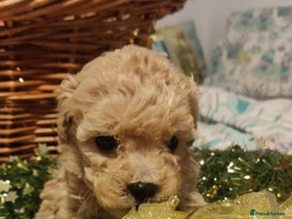Maltipoo dogs Beautiful maltipoo puppys - Advert 6