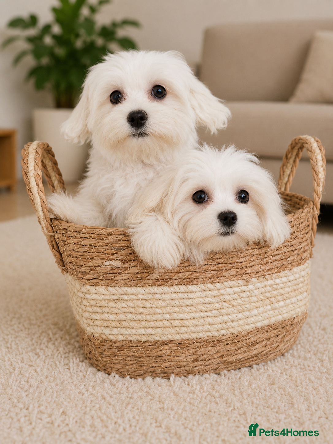 Maltese dogs Maltease KC ONLY ONE GIRL AND ONE BOY LEFT. - Advert 14