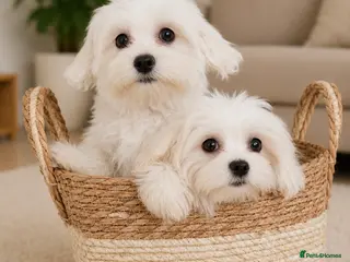 Maltese dogs Maltease KC ONLY ONE GIRL AND ONE BOY LEFT. - Advert 14