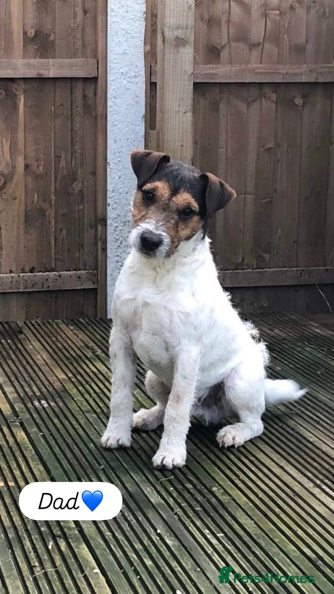 Jack Russell dogs for sale: 5 Jack Russell puppies - Advert 12