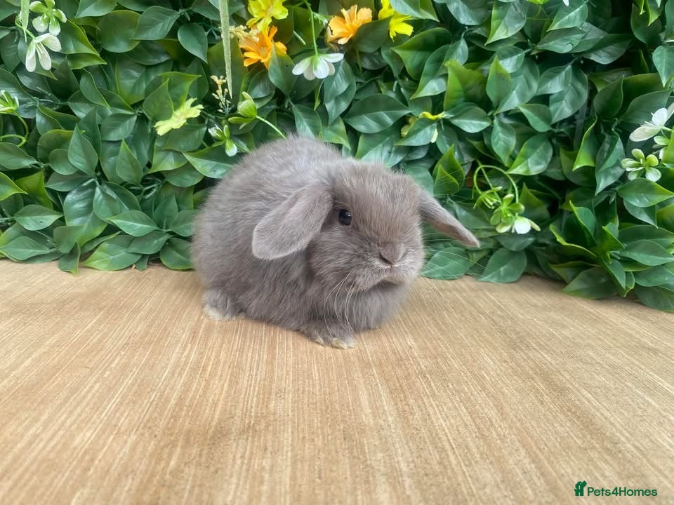 Mini Lop rabbits Mini lops ( Est since 2014 ) Doe  - Advert 8