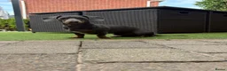 Miniature Dachshund dogs for stud: 🐾SNOOP🐾 blue and tan miniature stud(proven) - Advert 8