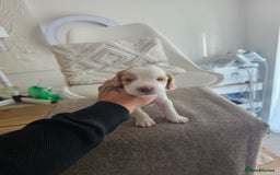 Cockapoo dogs for sale: Stunning cockapoo puppies - Image 6