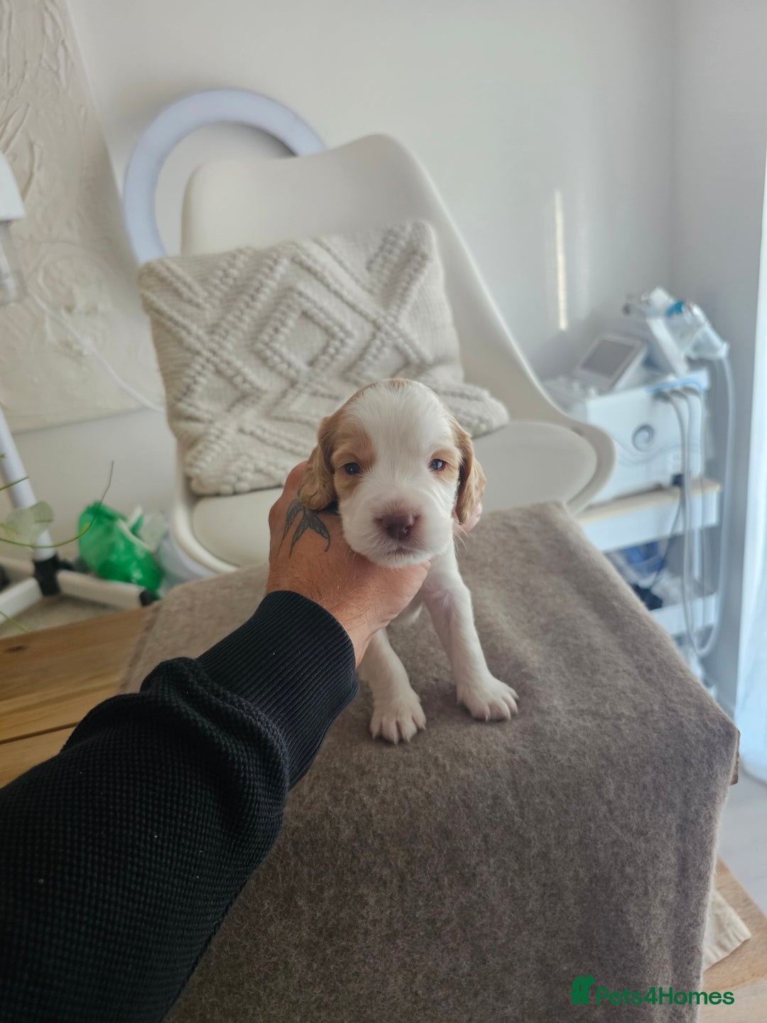 Cockapoo dogs for sale: Stunning cockapoo puppies - Image 6