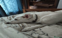 Mixed Breed dogs for adoption: Meet KERA !  A lovely girl - for a Loving Home - Image 9