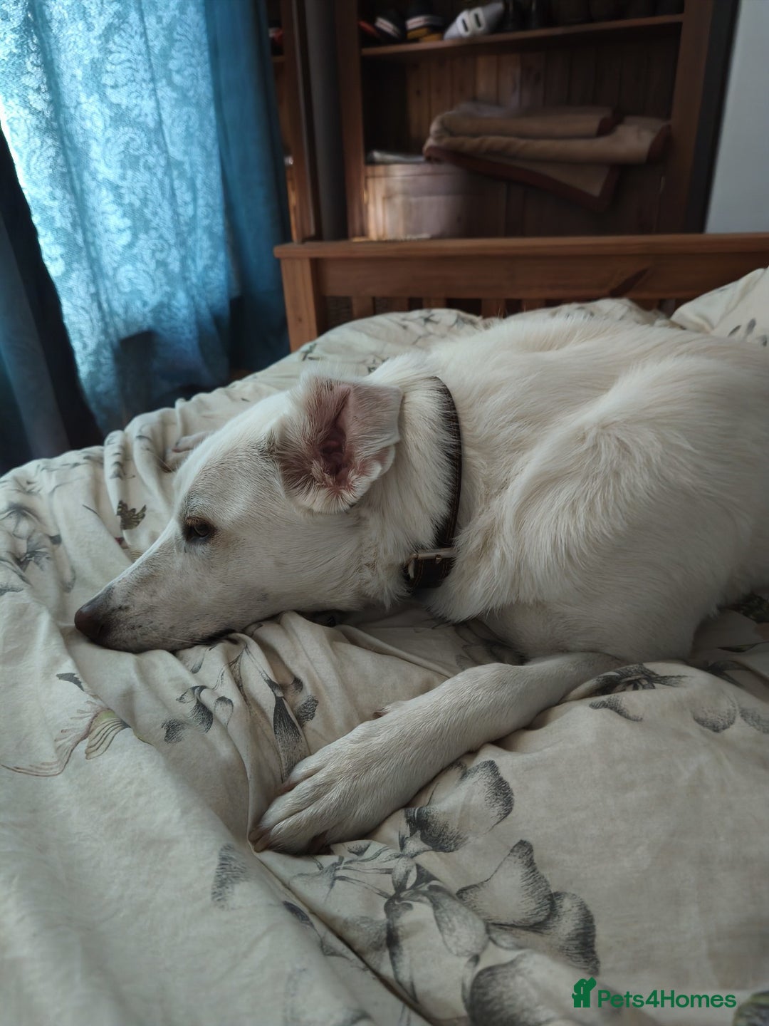 Mixed Breed dogs for adoption: Meet KERA !  A lovely girl - for a Loving Home - Image 9