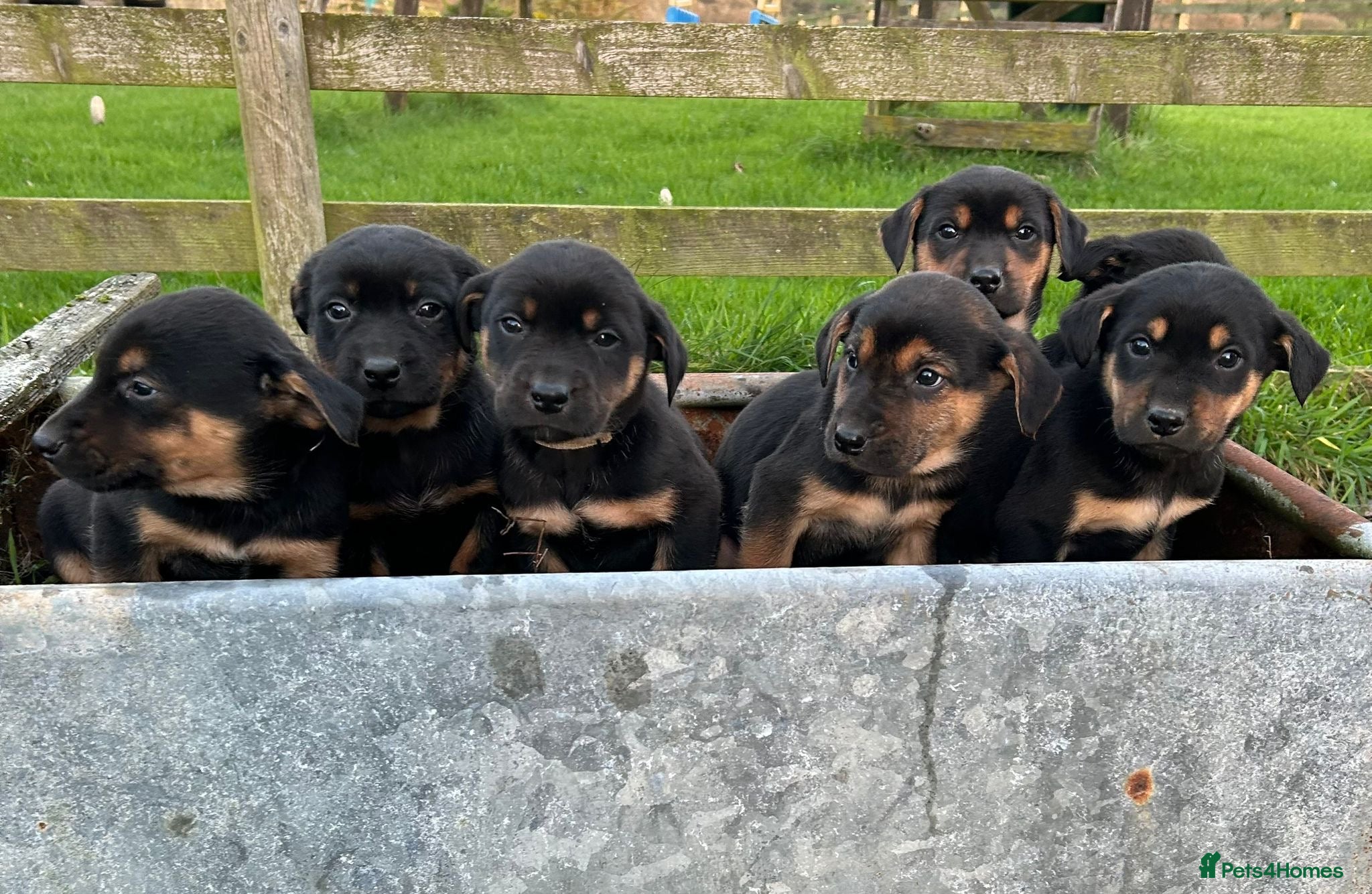 Mixed Breed dogs Huntaway X Puppies for Sale - Advert 2