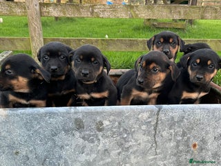 Mixed Breed dogs Huntaway X Puppies for Sale - Advert 5