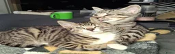 Bengal cats for sale: Bengal / tabby brother sister 7 mths old in Ramsgate - Advert 7