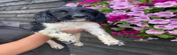 English Springer Spaniel dogs for sale: KC Registered Spaniel Puppies - Advert 7
