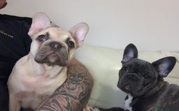 French Bulldog dogs for sale: Girl and boy breading pair - Image 5