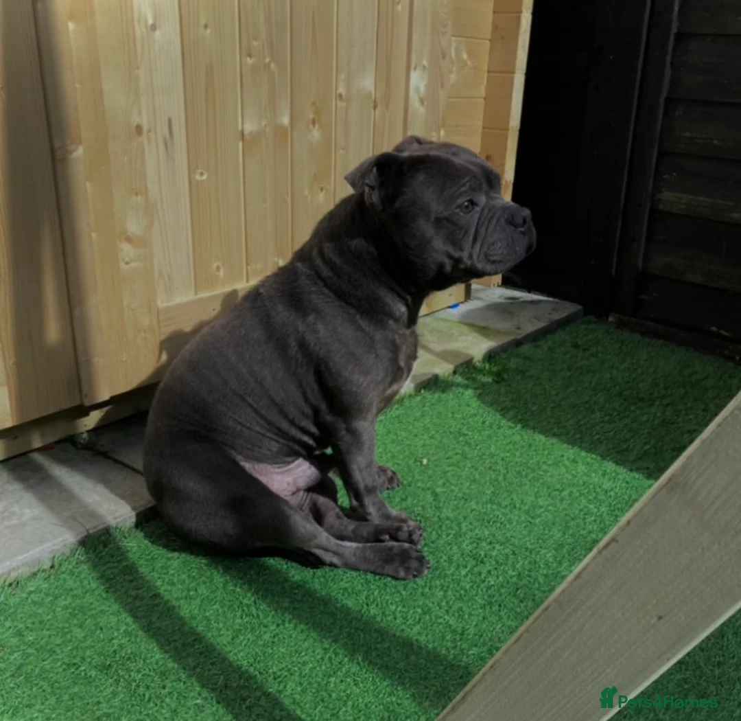 Staffordshire Bull Terrier dogs for stud: *THE UK'S TOP PRODUCING BLUE CHAMPION* in Faversham - Advert 21