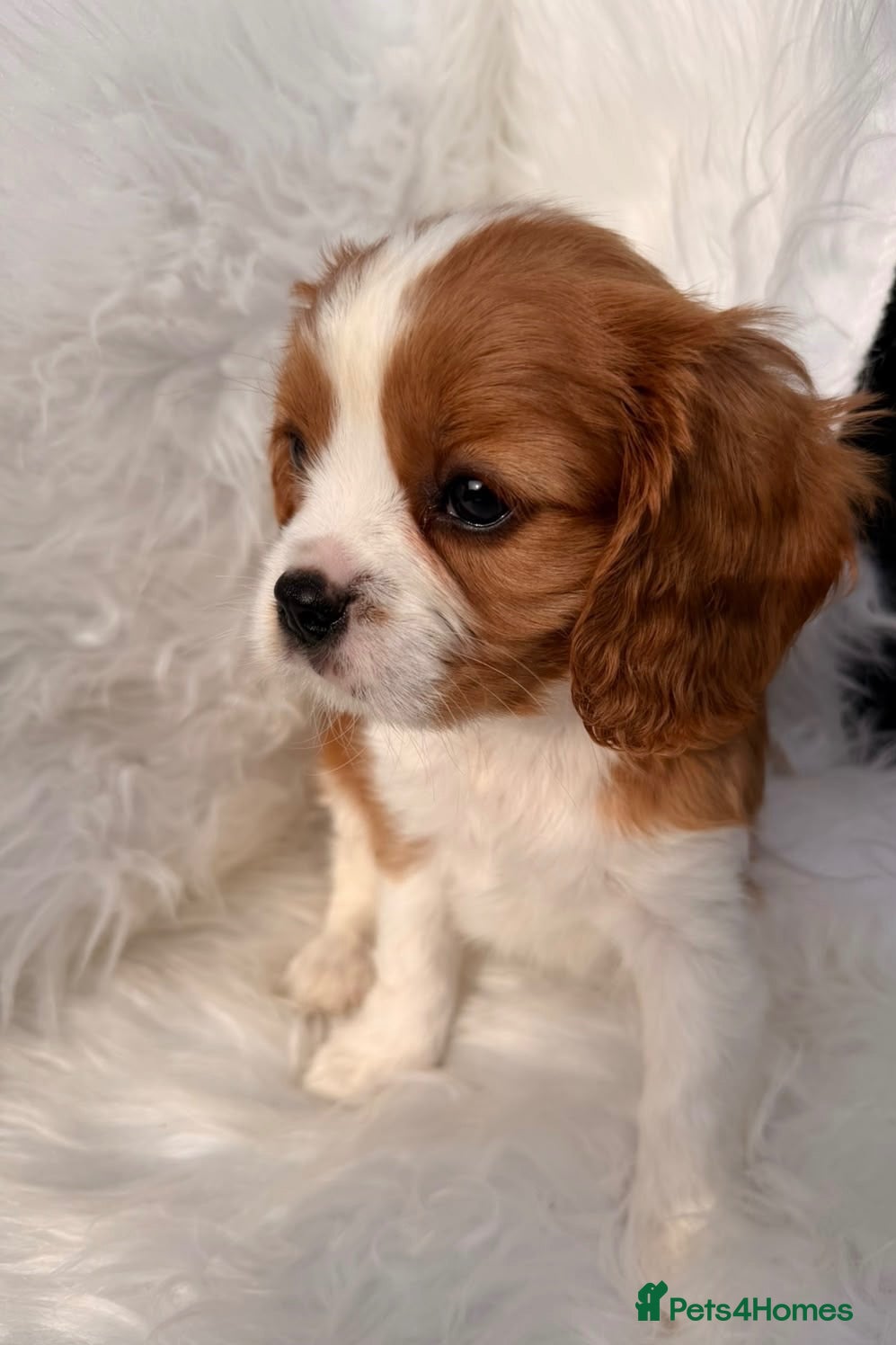 Cavalier King Charles Spaniel dogs for sale: 💙 Health Tested Cavalier Boys💙 - Advert 2