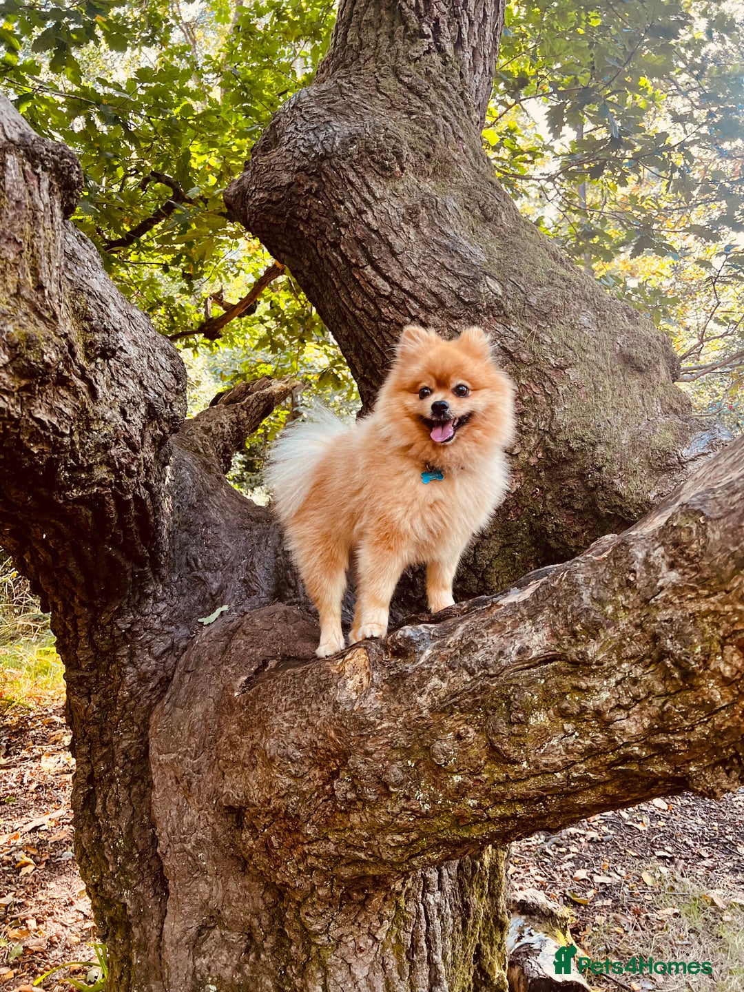 Pomeranian dogs for stud: ✨ Stunning KC Pomeranian available for stud ✨ - Advert 7