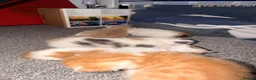 Mixed Breed cats for sale: 5 mixed colour kittens for sale - Advert 4