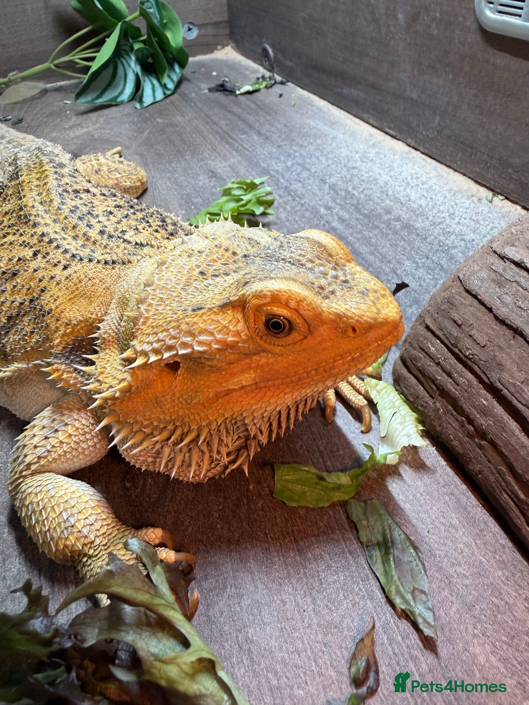 Bearded Dragon reptiles for sale: Female bearded dragon - rehome - Advert 2