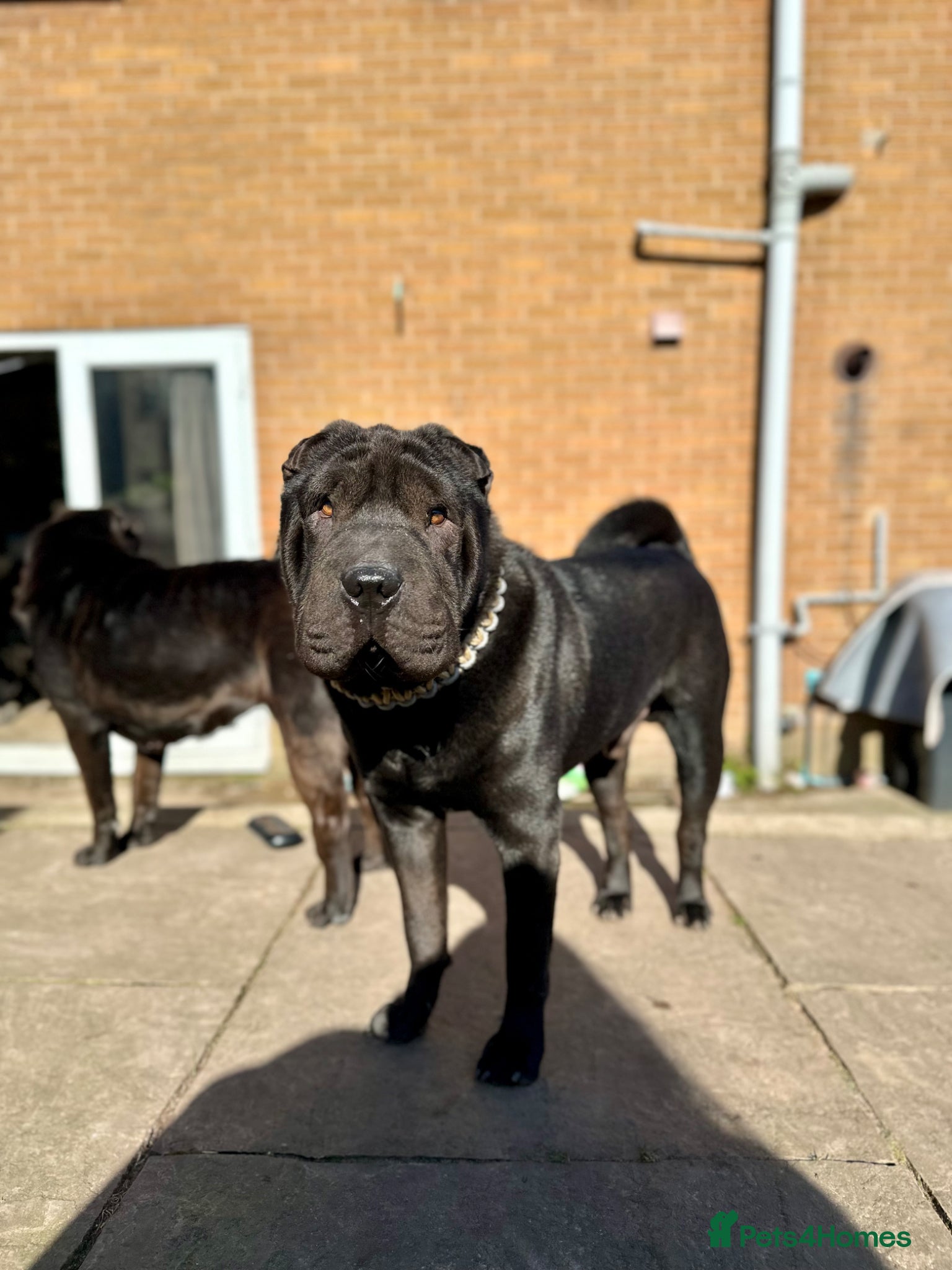 Shar Pei dogs Looking for forever 5*home  - Advert 1