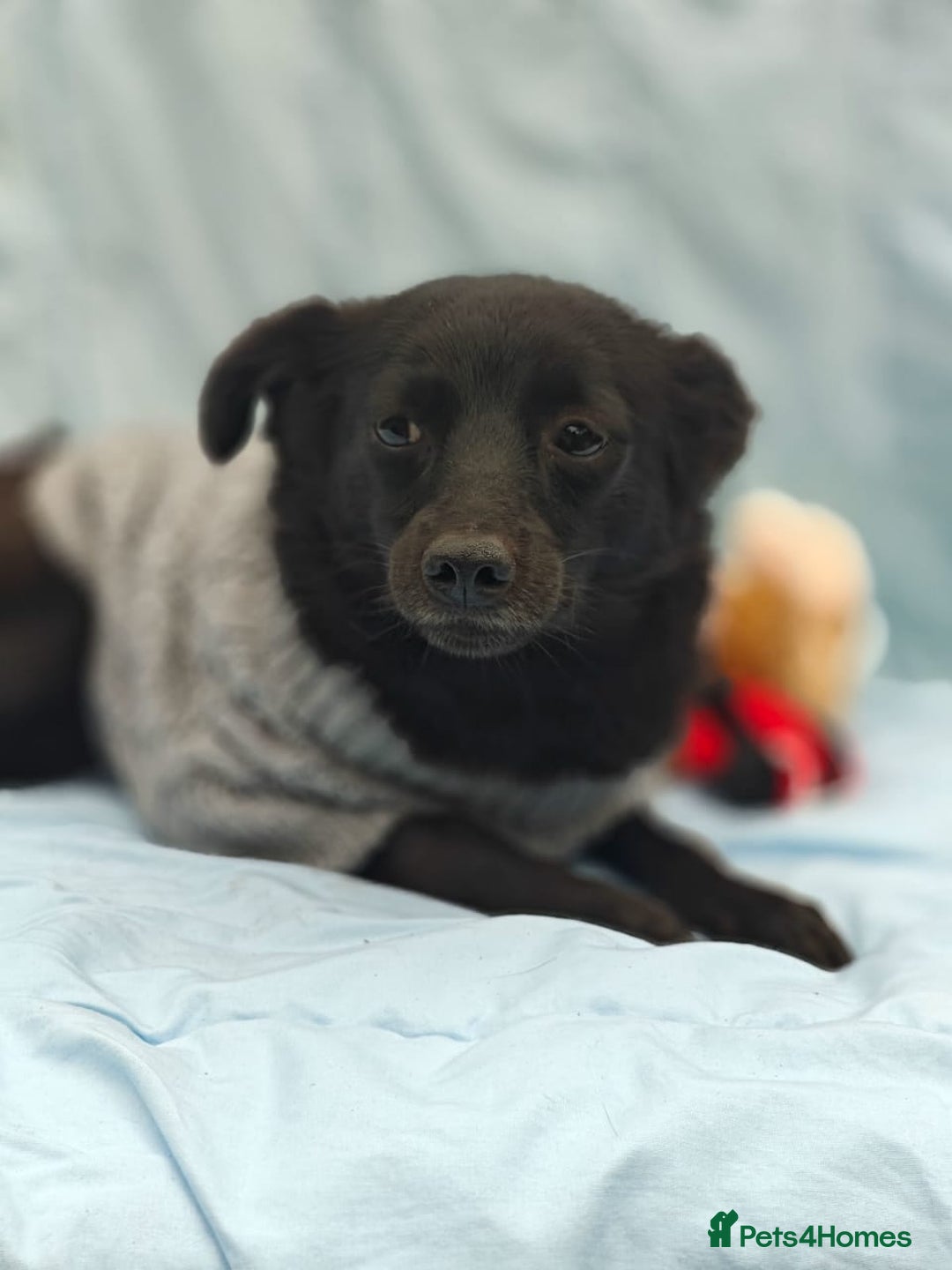 Mixed Breed dogs for adoption: 💖🐶 SUNNY 🐶💖 - Image 3