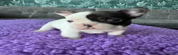 French Bulldog dogs for sale: STUNNING FRENCH BULLDOG PUPPIES - Advert 18