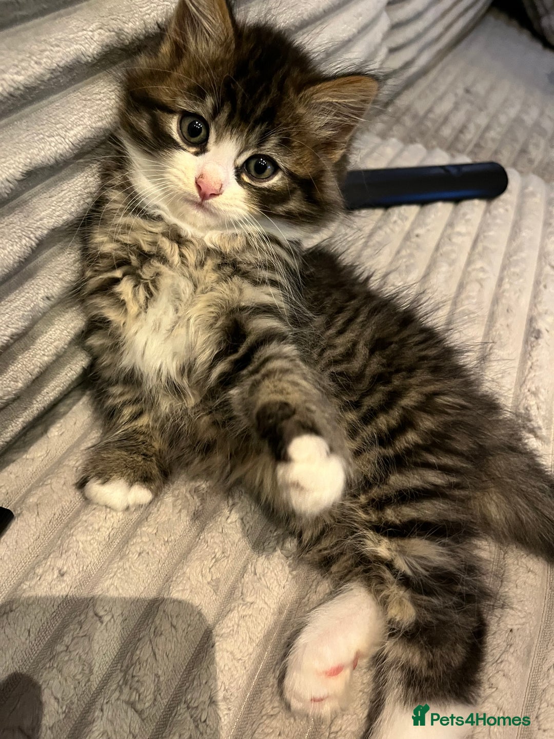 Siberian cats for sale: Stunning Siberian kittens 🐱  - Advert 11