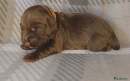 Cocker Spaniel dogs for sale: Show x Working Cocker Spaniels, HEALTH tested - Image 14