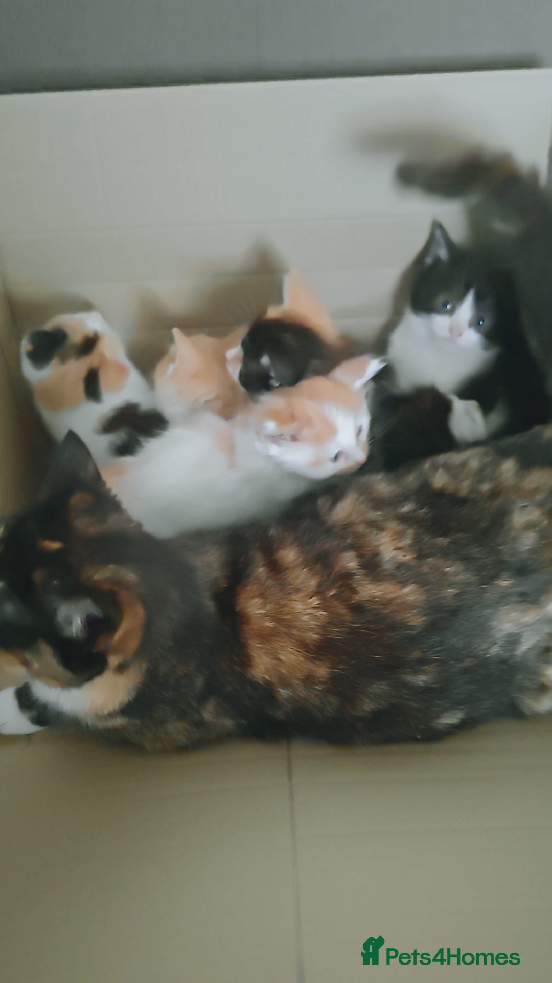 Mixed Breed cats for sale: 6 healthy playful little kittens, ready to go. - Advert 2