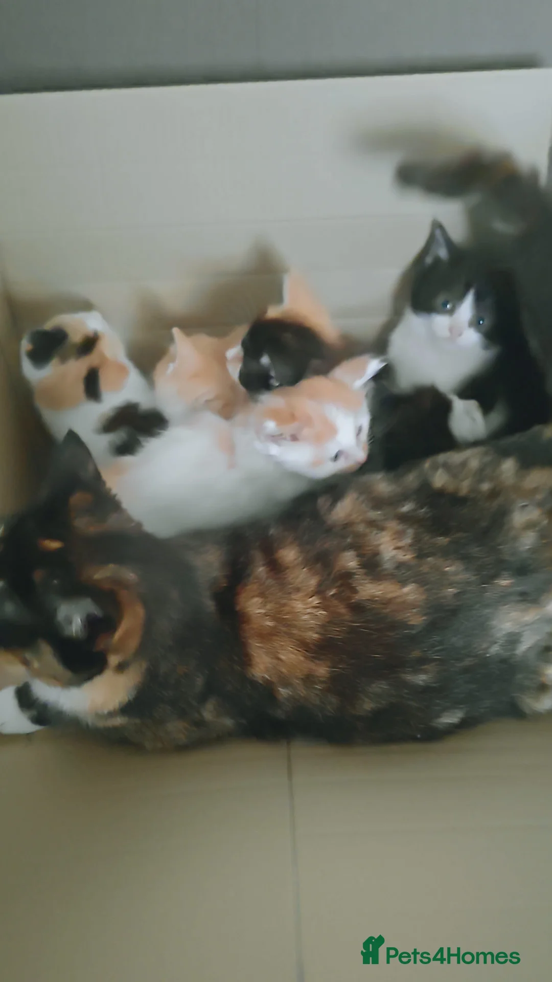 Mixed Breed cats for sale: Healthy playful little kitten, ready to go. - Advert 2