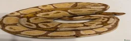 Python Snake reptiles for sale: Various Ball Pythons for sale - Advert 1