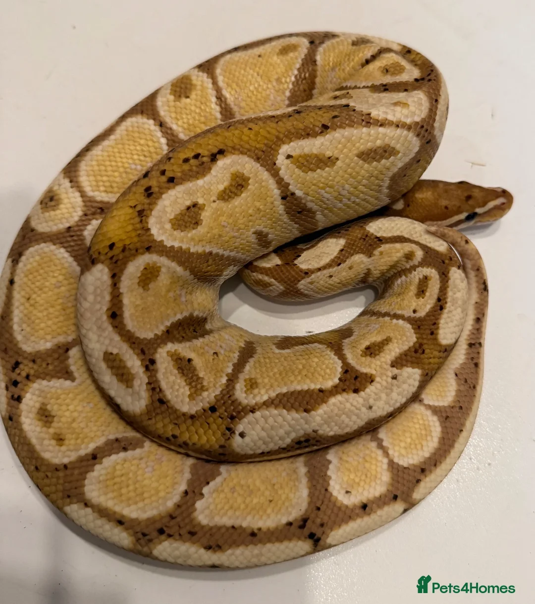 Python Snake reptiles for sale: Various Ball Pythons for sale - Advert 1