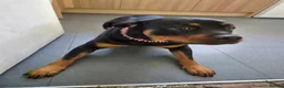 Rottweiler dogs for sale: Rottweiler  in Wrexham - Advert 3
