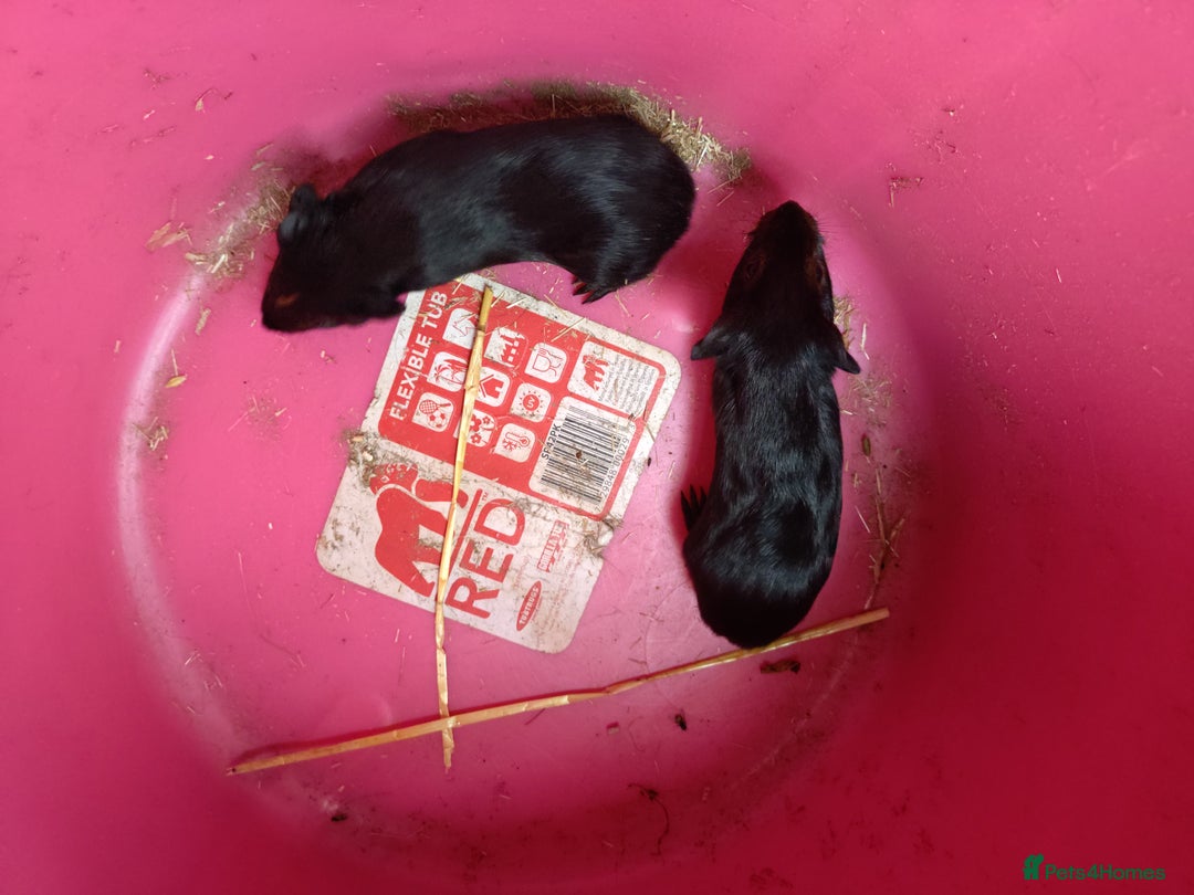 Guinea Pig rodents for sale: guinea pigs baby's and a adult female  - Image 6