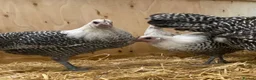 Chickens poultry for sale: Silver Campine  - Advert 14