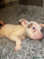 American Bully Puppy 7