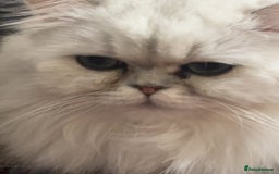 Persian cats for sale: Persian Babies ready to go - Advert 13