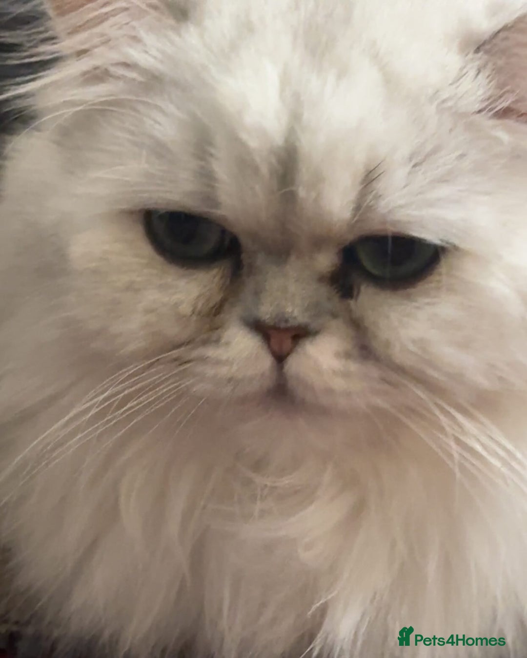 Persian cats for sale: Persian Babies ready to go - Advert 13