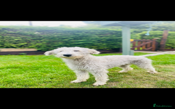 Mixed Breed dogs for sale: Bedlington Whippet - Image 10