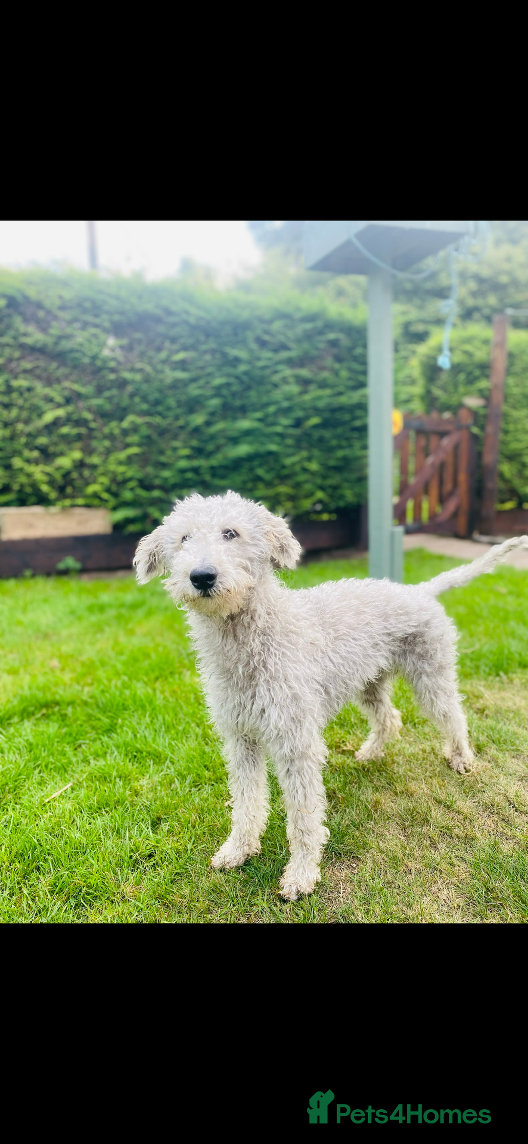 Mixed Breed dogs for sale: Bedlington Whippet - Image 10