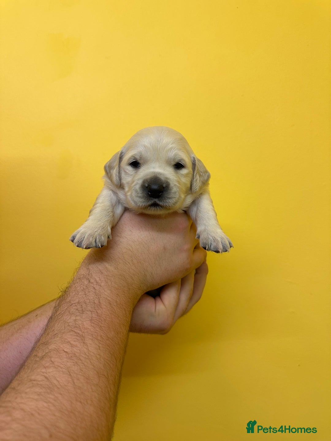 Golden Retriever dogs for sale: Stunning golden retriever puppies for sale  - Advert 11