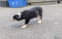 Border Collie dogs for sale: Border Collie Puppies  - Image 8