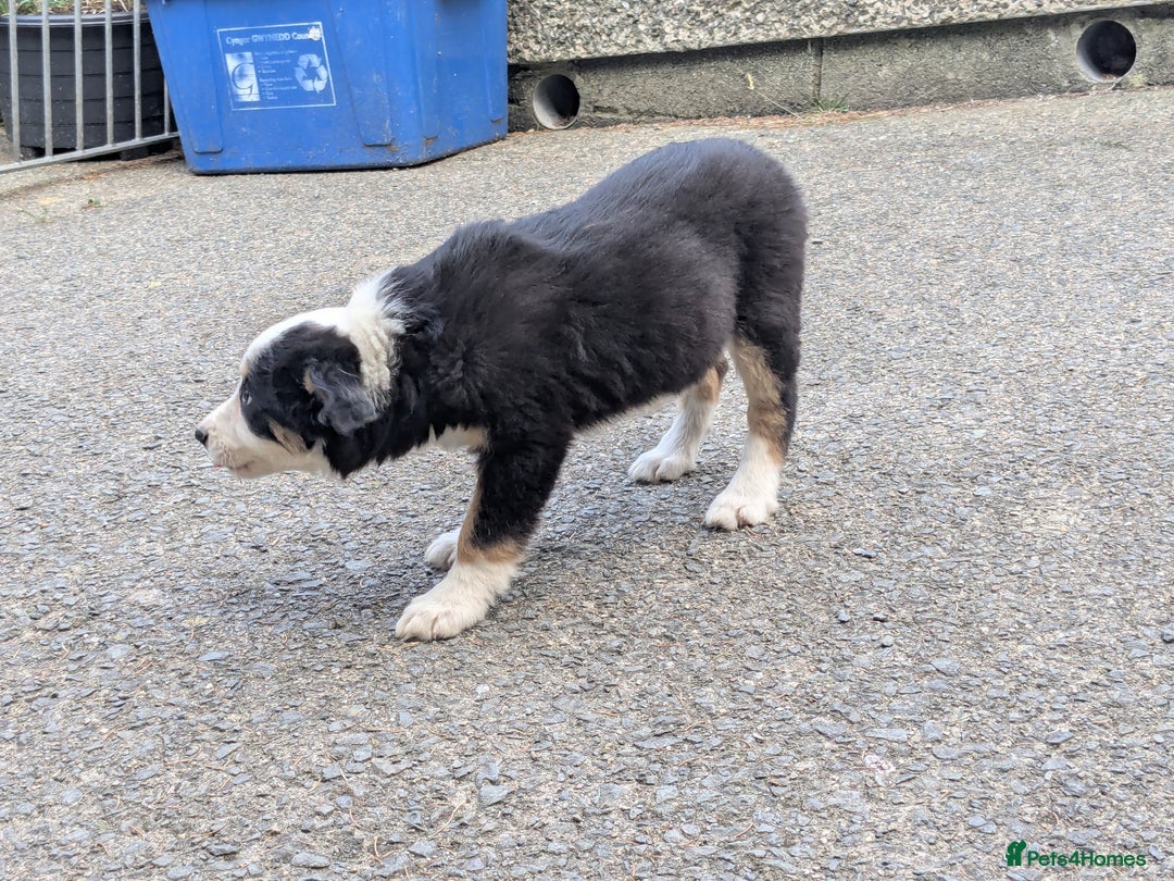 Border Collie dogs for sale: Border Collie Puppies  - Image 8