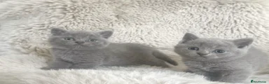 British Shorthair Kitten 2