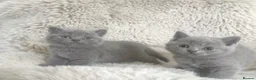 British Shorthair cats for sale: Stunning British Short Hair Kittens  - Advert 7