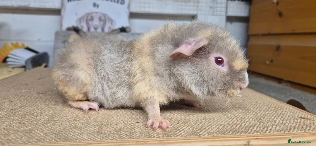 Guinea Pig rodents for sale: Baby teddy guinea pigs - Advert 7