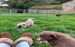 Border Collie dogs for sale: Beautiful litter of border collies - Image 7