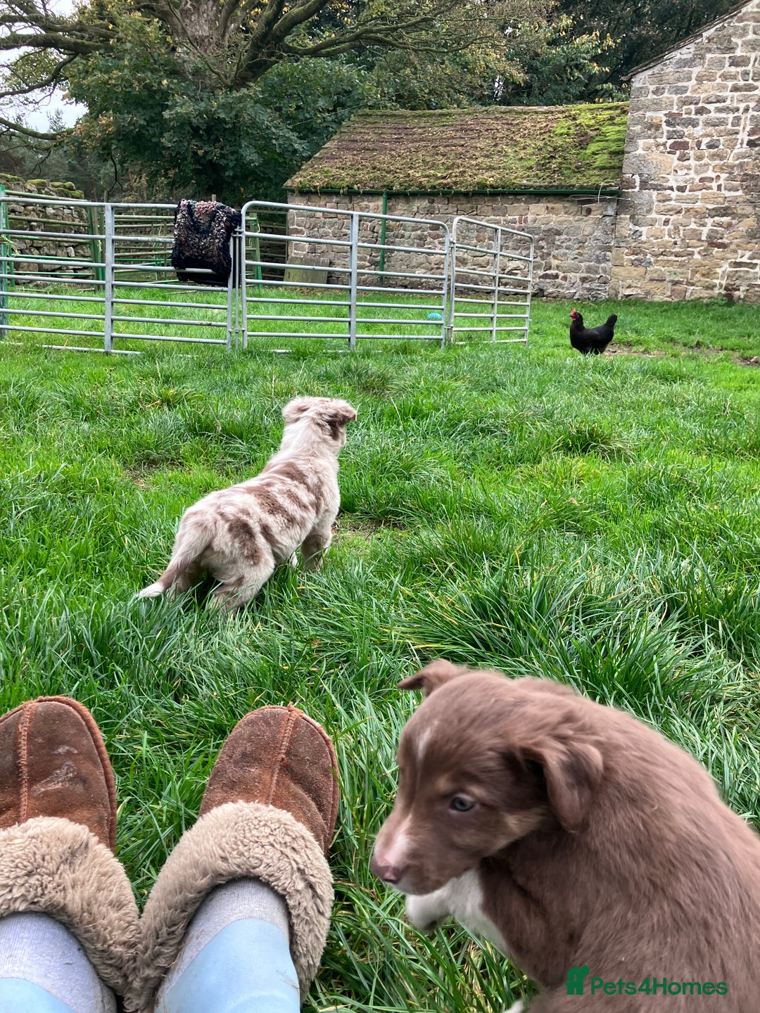 Border Collie dogs for sale: Beautiful litter of border collies - Image 7